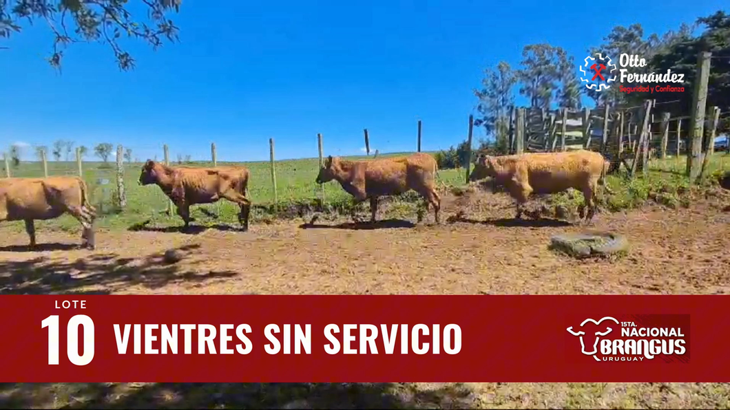 Lote Vientres Sin Servicio