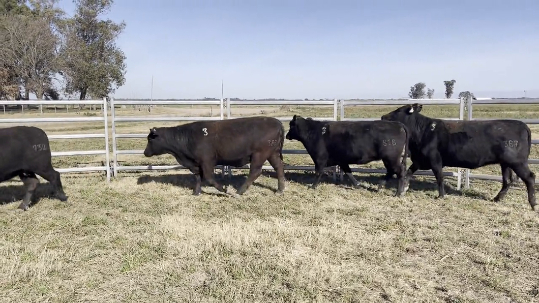 Lote VACAS BRANGUS, Cabaña "EL MATACO"