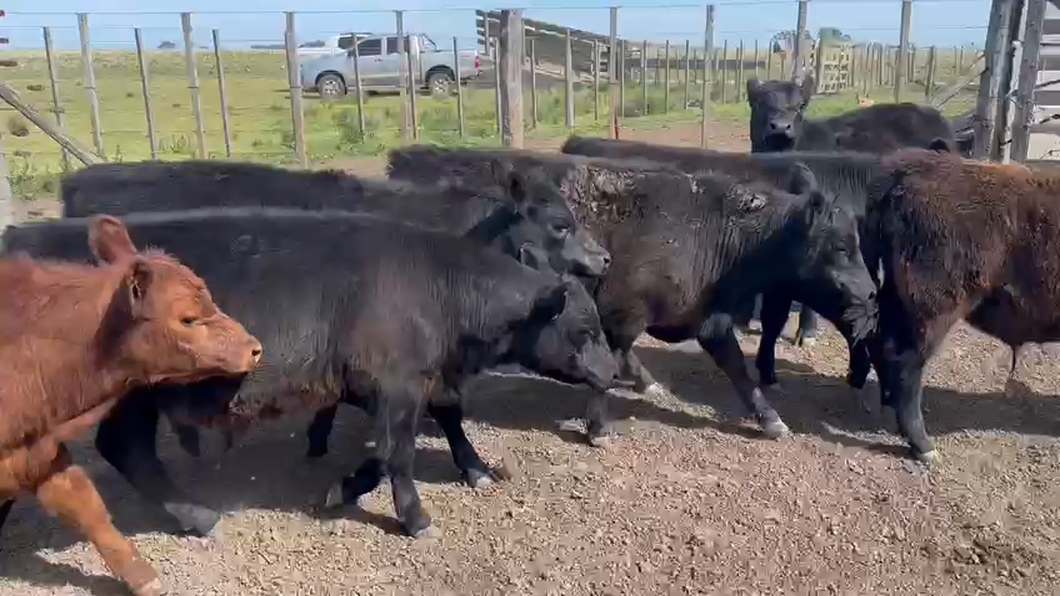 Lote 20 Terneros en Tres Arroyos, Buenos Aires