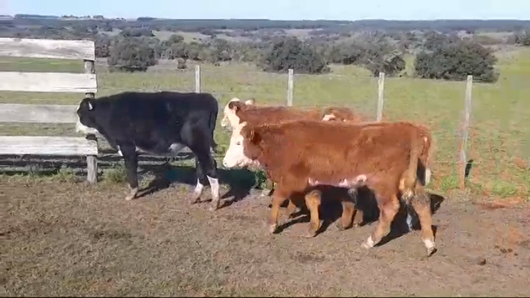 Lote (Vendido)6 Terneros HEREFORD a remate en #46 Pantalla Carmelo 135kg -  en PASO HOSPITAL