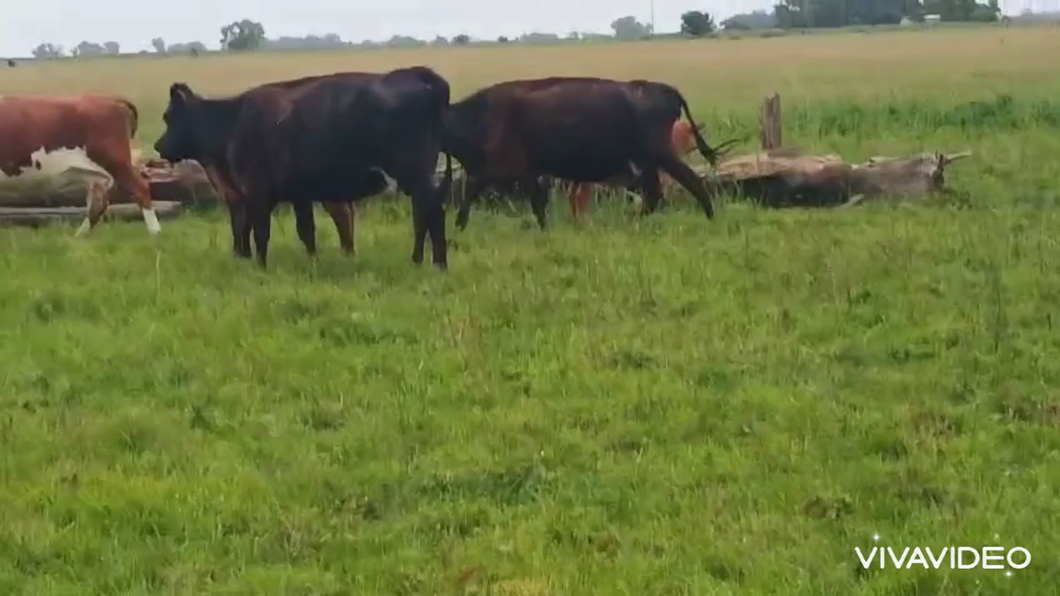 Lote 8 Vacas con Cría
