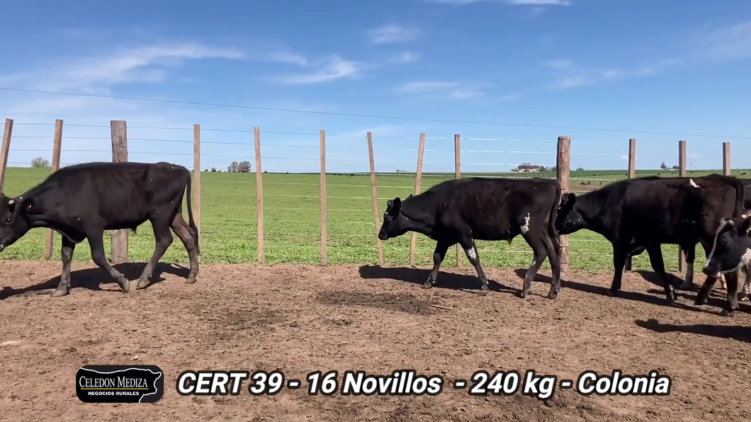 Lote 16 Novillos 1 a 2 años en Colonia