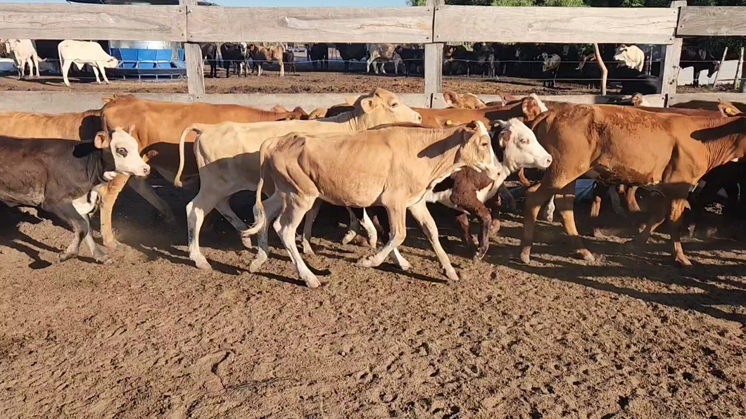 Lote 120 Terneros/as en San Lorenzo, Corrientes