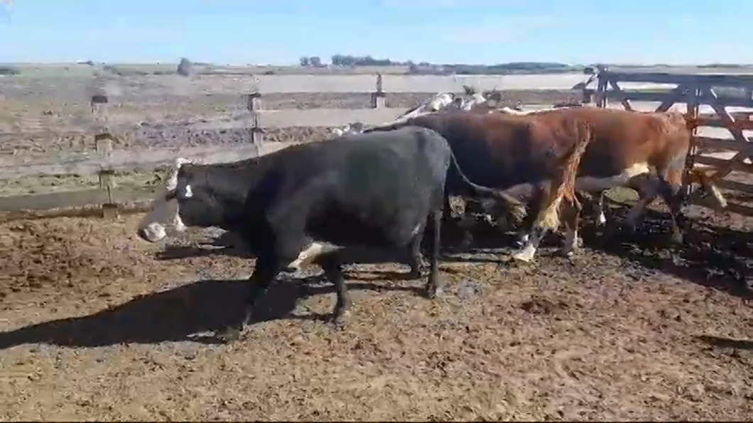 Lote 5 Vacas de Invernada ANGUS/ CRUZAS a remate en #44 Pantalla Carmelo 450kg -  en COSTAS DE VACA