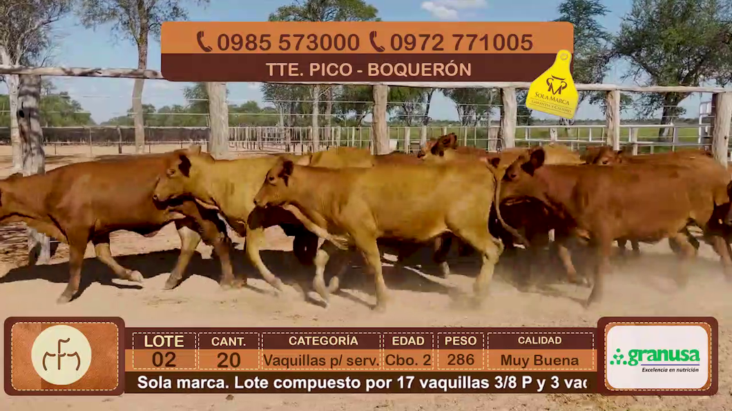 Lote Lote 2
