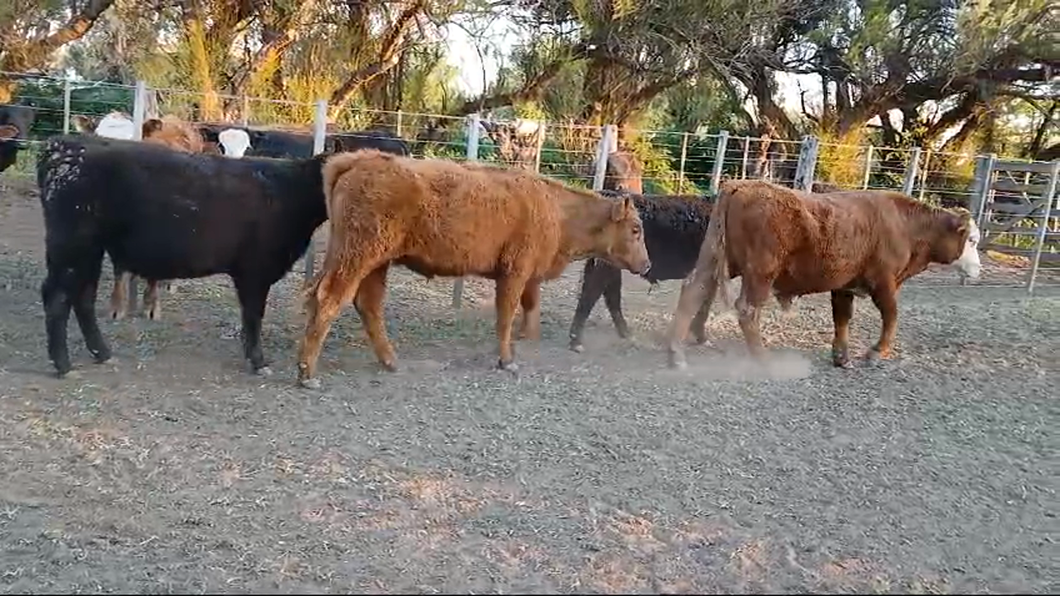 Lote 40 Terneros en Lamadrid