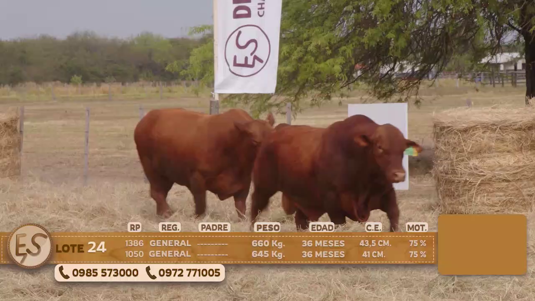 Lote Toro