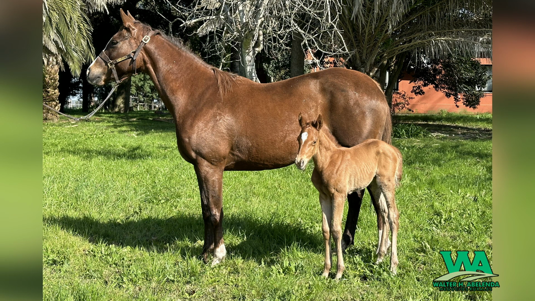 Lote OLYMPIC KISS