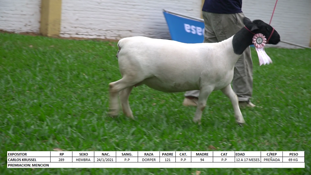 Lote Dorper Expo Internacional 2022 - Lote 13