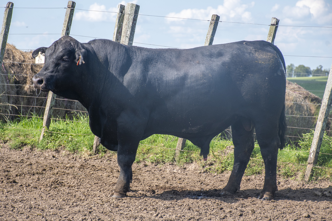 Lote Toros a remate en Nacional Brangus, Tacuarembó