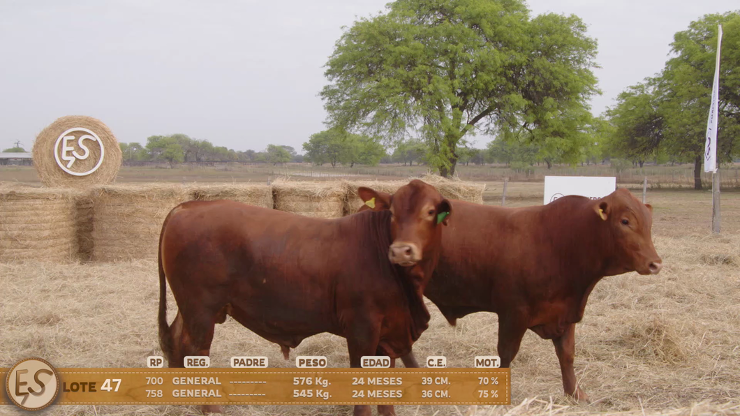 Lote Toro
