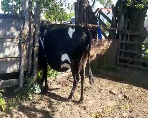 Lote (Vendido)Vacas de Invernada a remate en REMATE DE PANTALLA 500kg -  en Asociación Rural de San José