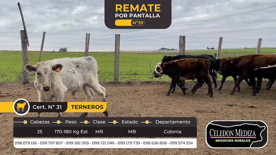 Lote 25 Terneros en La Horqueta, Colonia