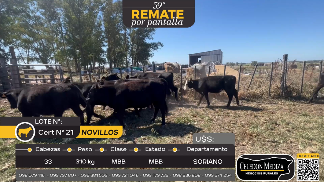 Lote 33 Novillos en Cuchilla del Perdido, Soriano