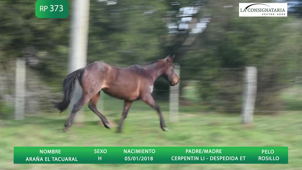 Lote ARAÑA EL TACUARAL