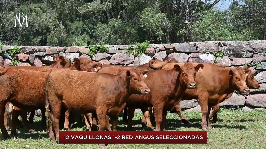 Lote Barras de Mahoma