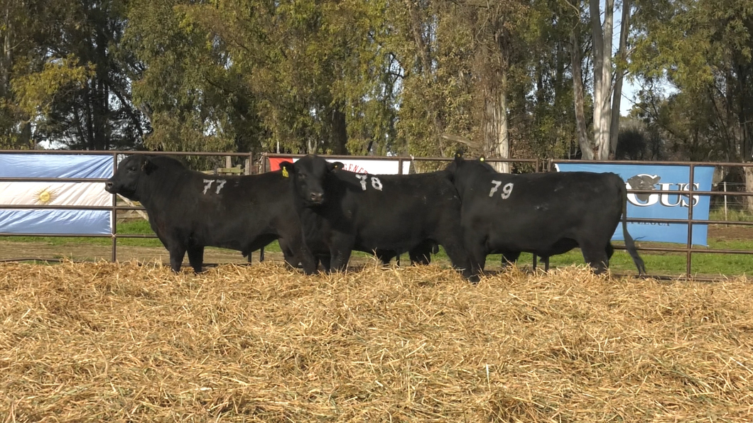 Lote TOROS ANGUS NEGROS PC