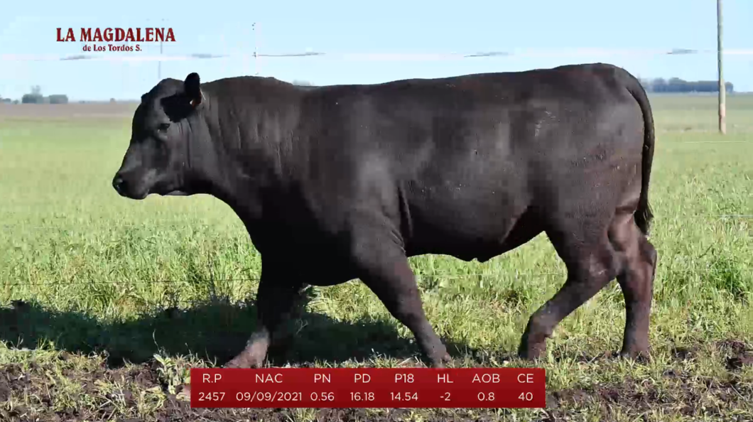 Lote Brete 16 - Angus