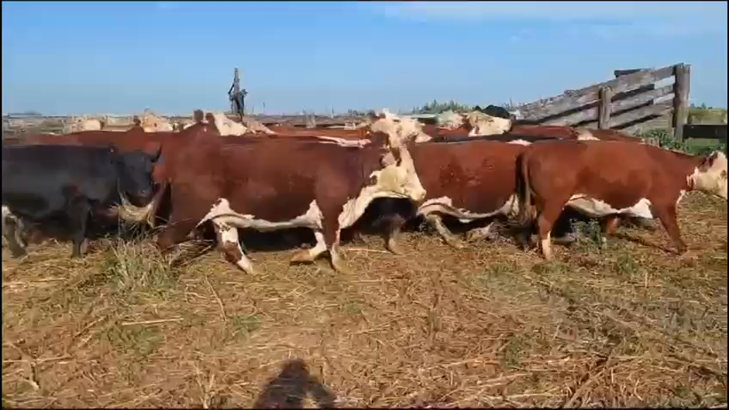 Lote 34 Vacas p/ FAENA  en Concordia, Entre Ríos