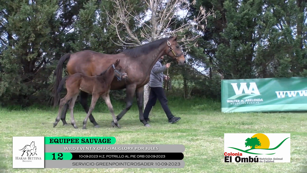 Lote EQUIPEE SUAVAGE