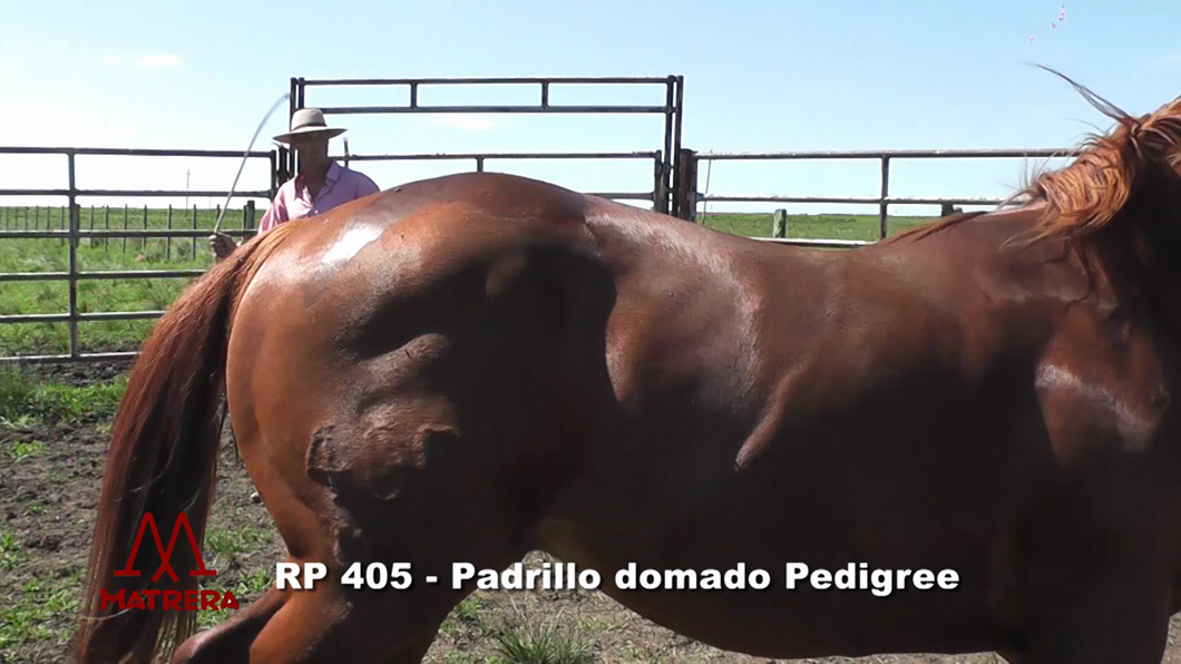 Lote PADRILLO DOMADO