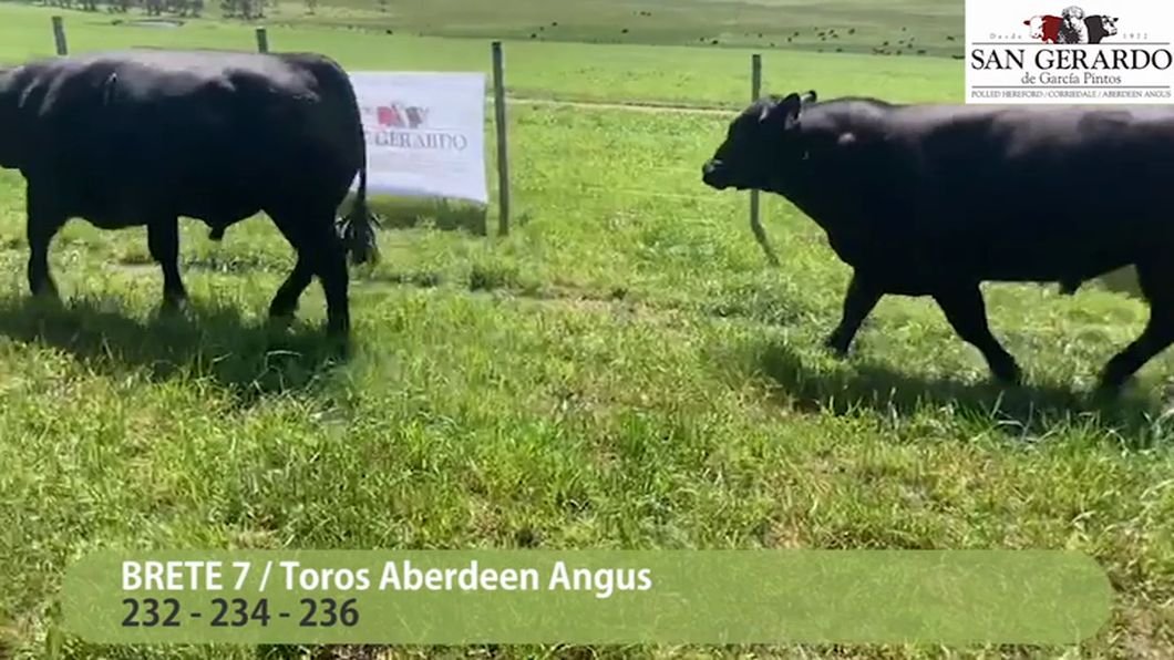 Lote 3 Toros Aberdeen Angus a remate en San Gerardo 2023, Lavalleja