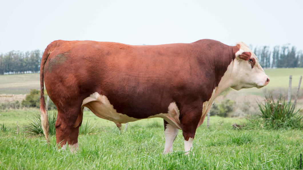 Lote Toros planteleros