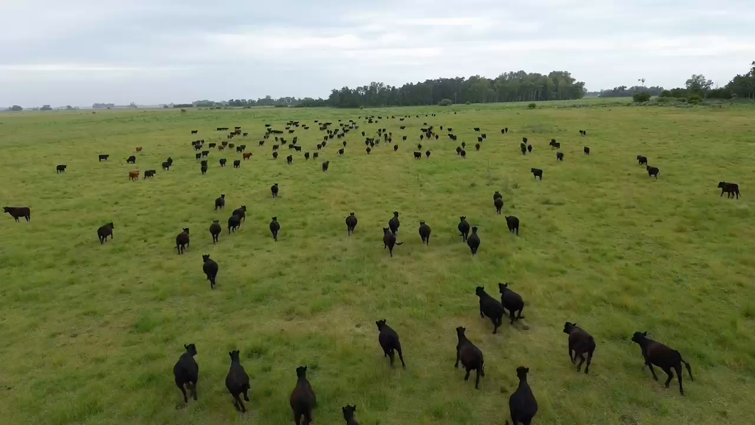 Lote 250 Vaquillonas C/ gtia de preñez