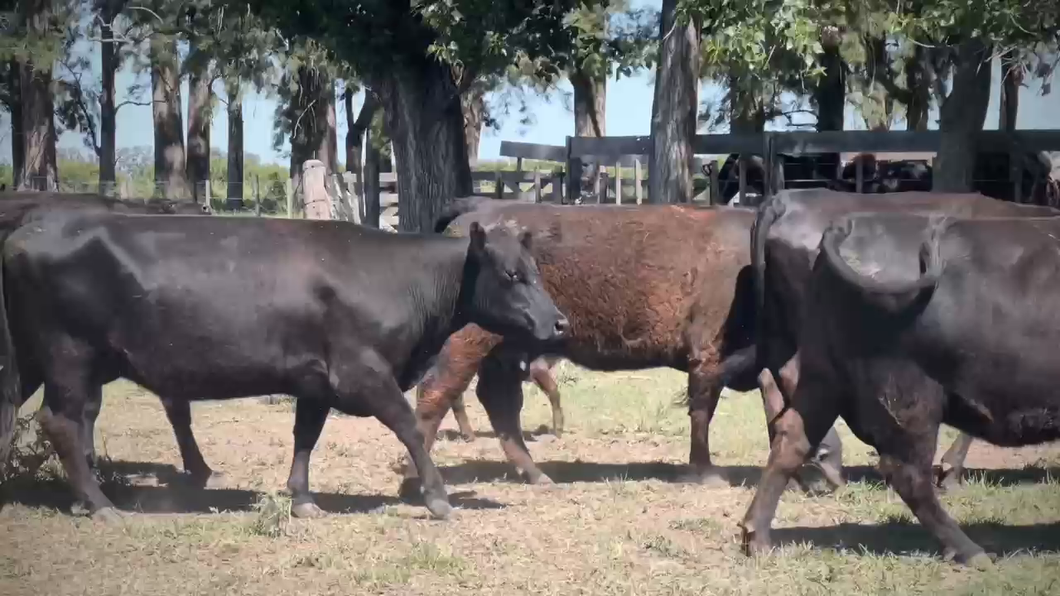 Lote 56 Vaquillonas C/ cria en Brandsen, Buenos Aires