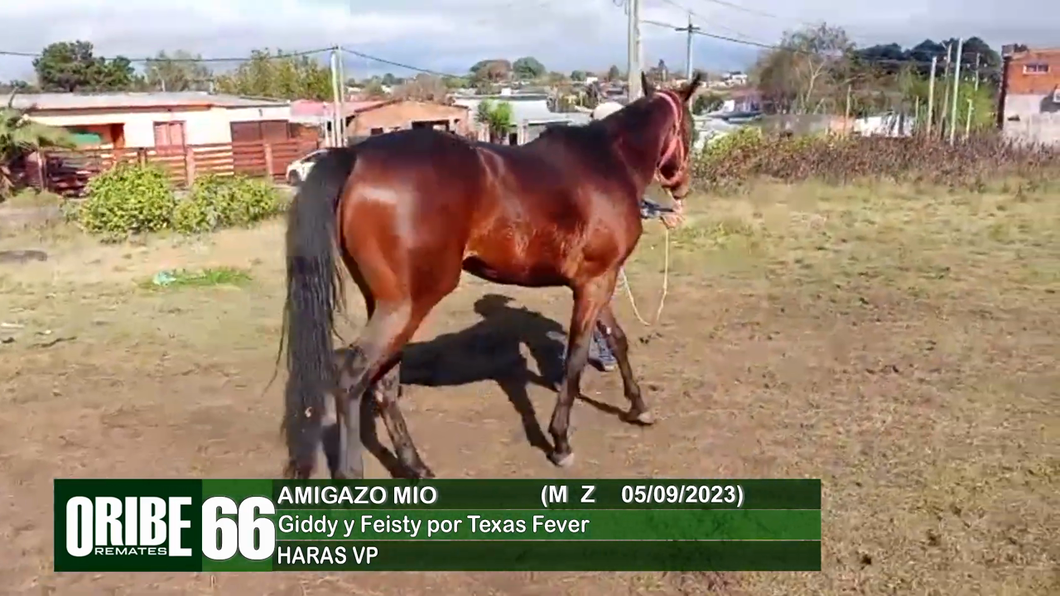 Lote Lote 66