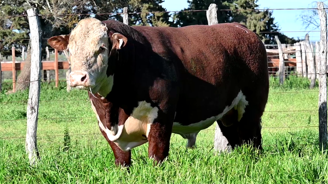 Lote 3 Toros POLLED HEREFORD a remate en Los Novilleros, Montevideo