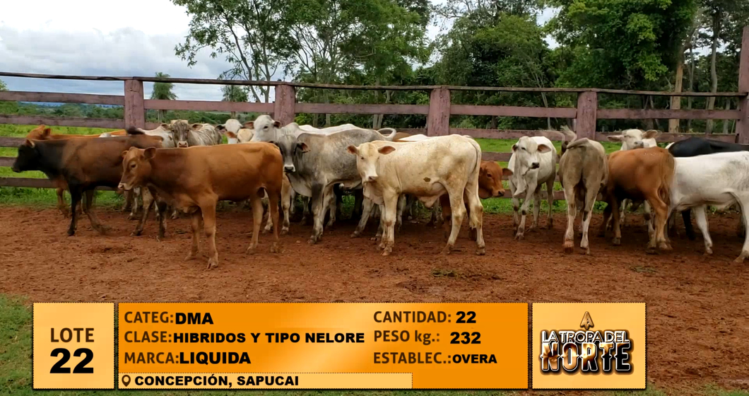 Lote Lote 22