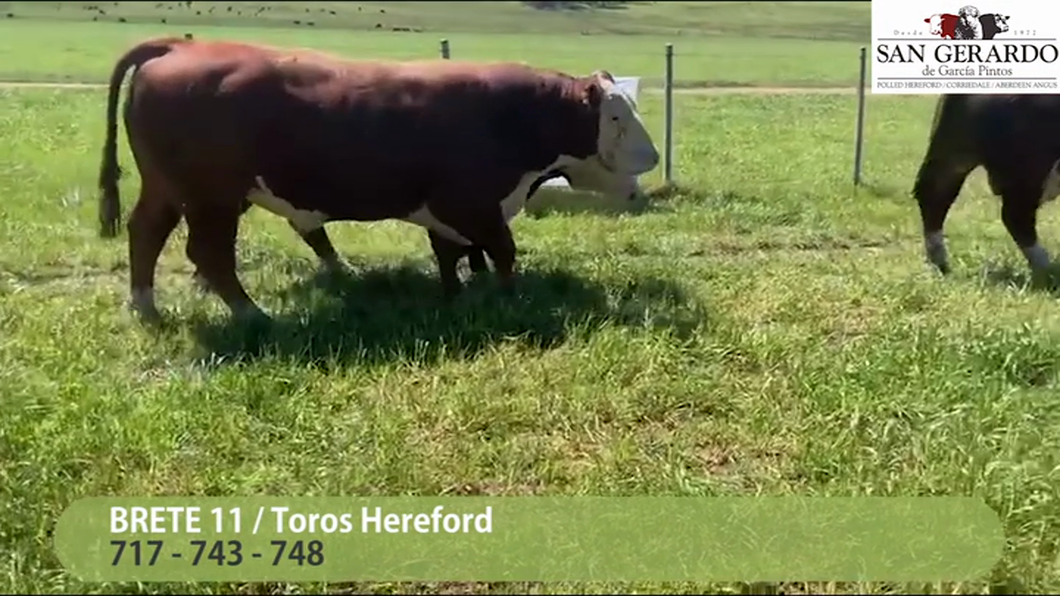 Lote 3 Toros Polled Hereford a remate en San Gerardo 2023, Lavalleja