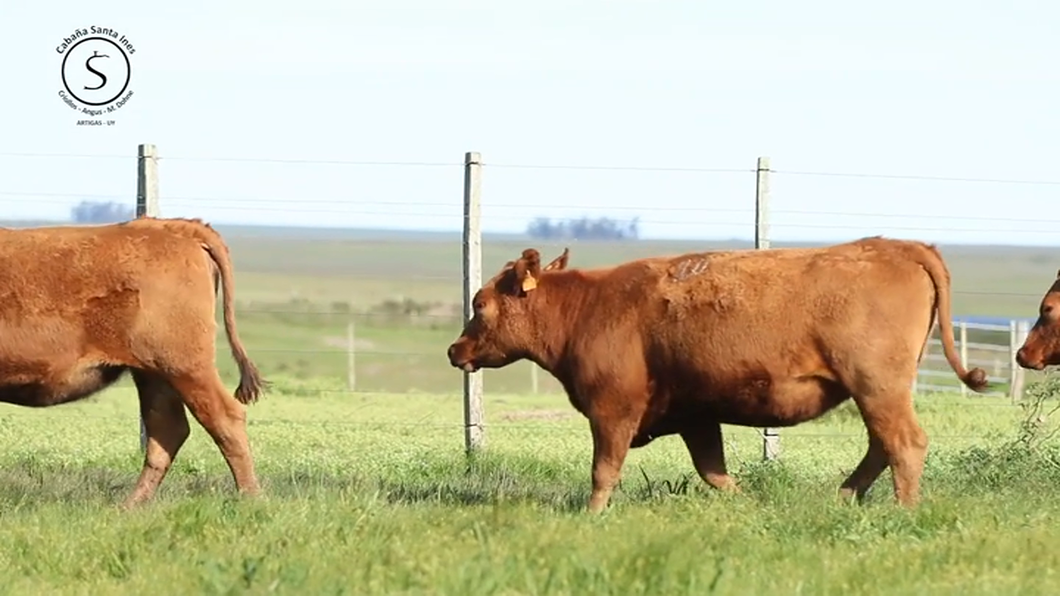 Lote 13 Vaquillonas preñadas Red Angus a remate en Santa Ines, Artigas