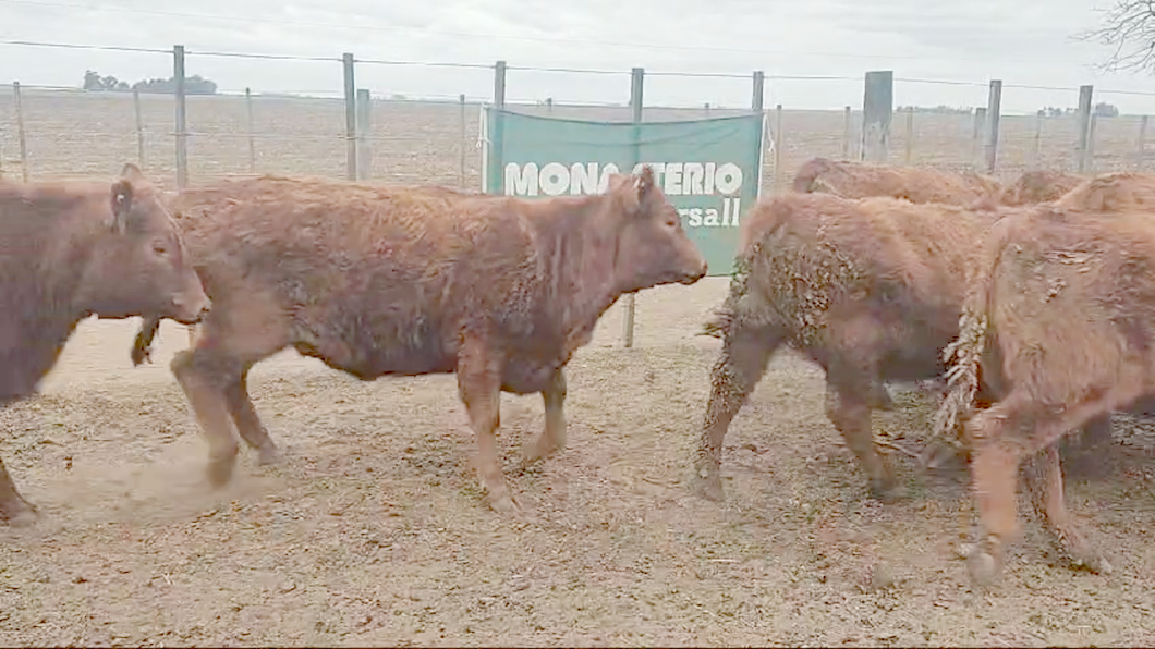 Lote 16 Vaquillonas EN CNEL SUAREZ