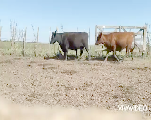 Lote 26 Vacas en Navarro, Buenos Aires