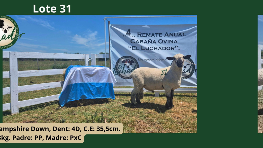 Lote PxC