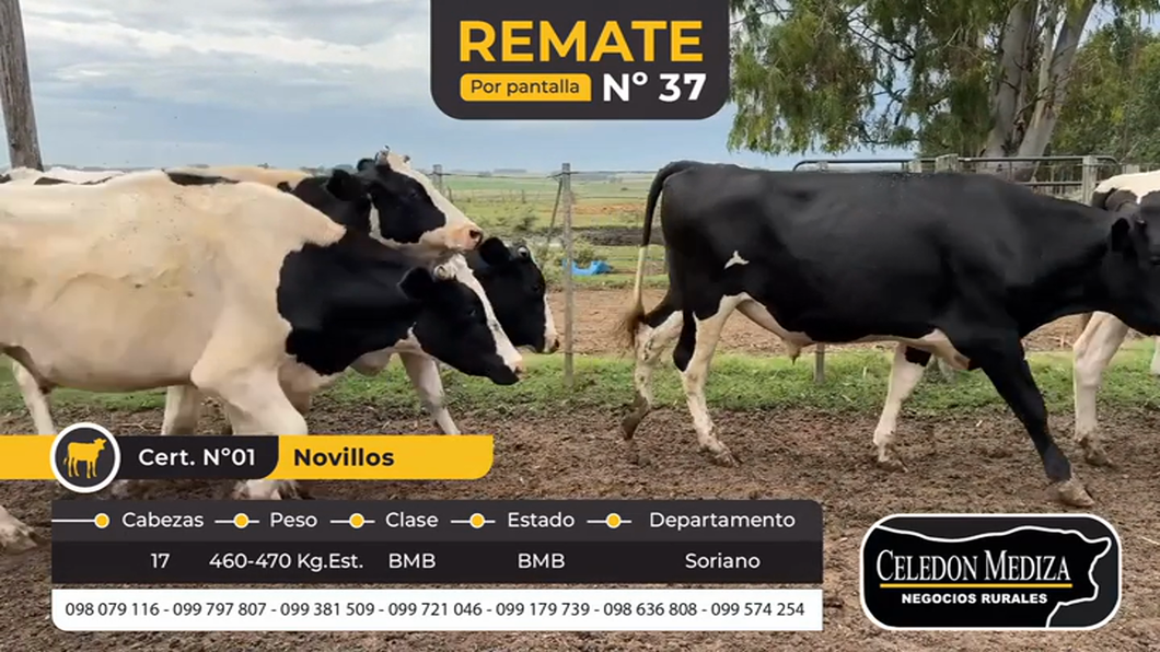 Lote 17 Novillos 1 a 2 años en Santa Catalina , Soriano