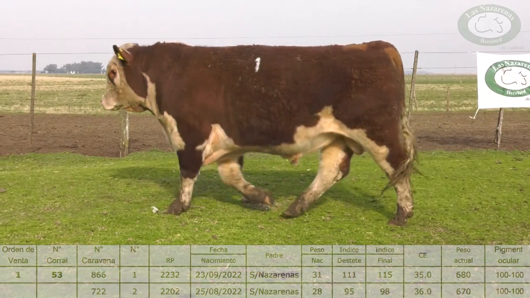 Lote Cabaña Las Nazarenas - Toros Polled Hereford Puros Registrados