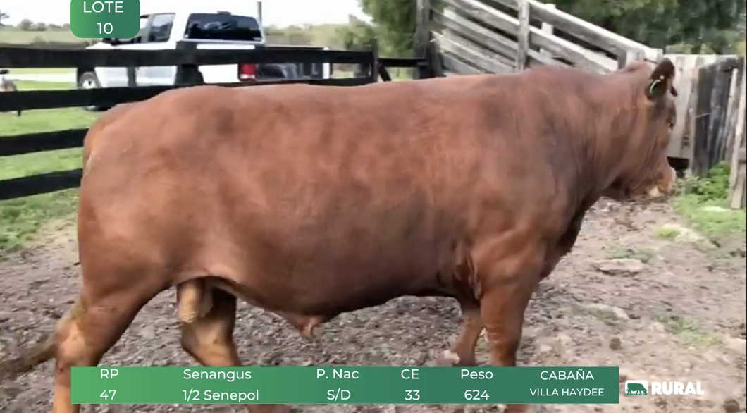 Lote Toros RP 47-59