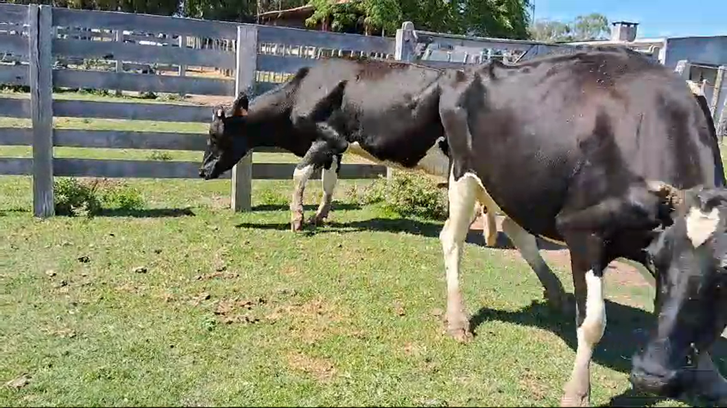 Lote 2 Vaca a remate en Pantalla Camy 500kg - , San José