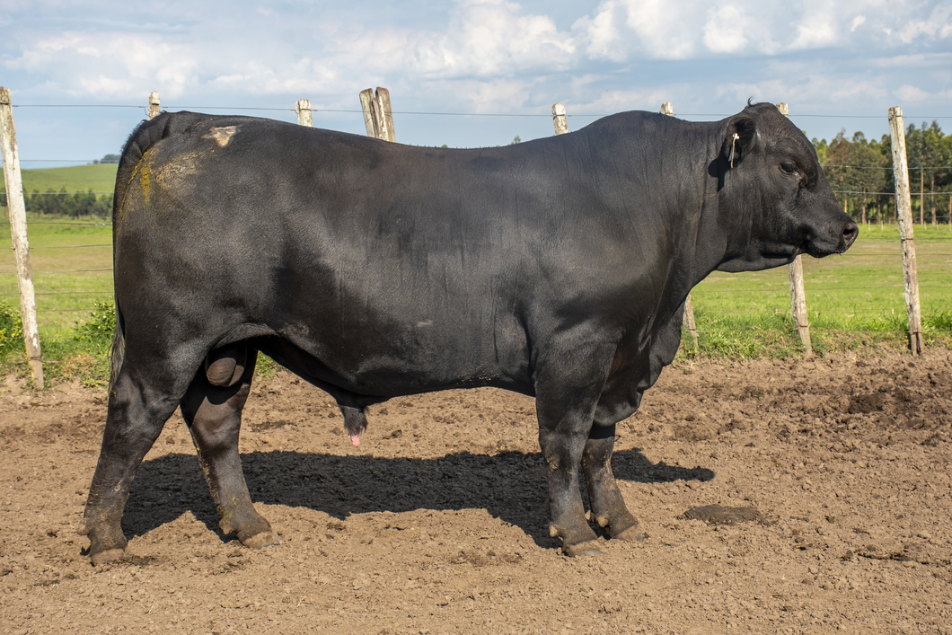 Lote Toros a remate en Nacional Brangus, Tacuarembó