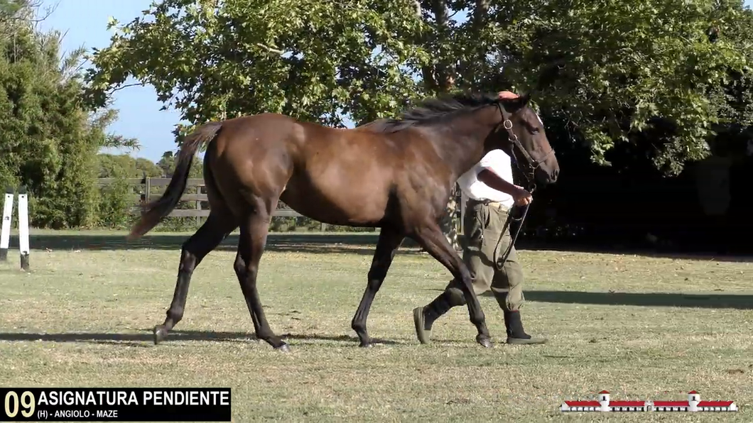 Lote ASIGNATURA PENDIENTE