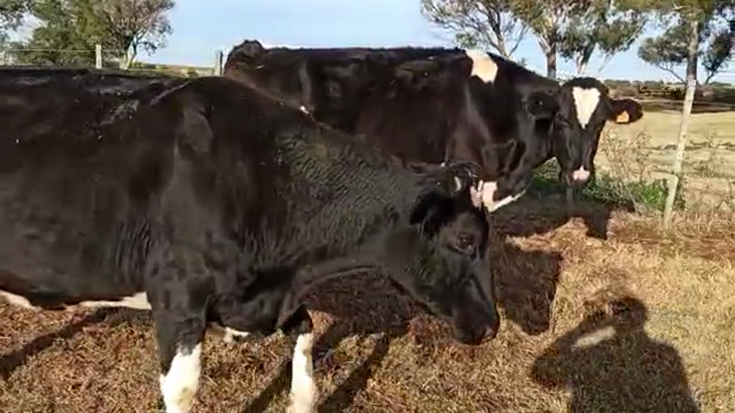 Lote 2 Vacas de Invernada HOLANDO a remate en PANTALLA CAMY 470kg - , San José