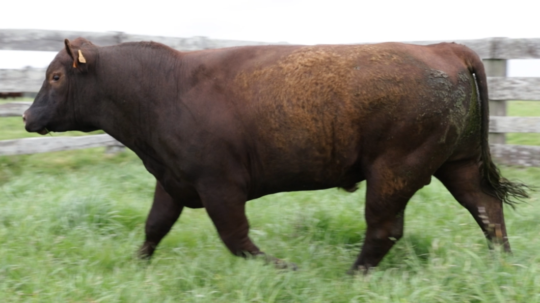 Lote Toros Estancia Mariscala