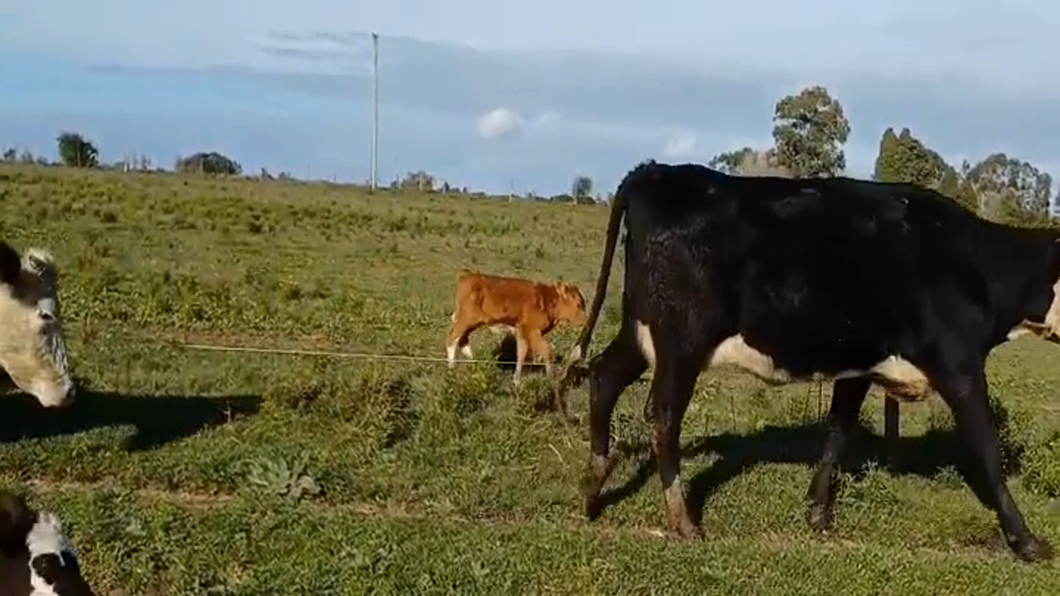 Lote (Vendido)9 Vacas preñadas a remate en #46 Pantalla Carmelo en COSTAS DEL CUFRE