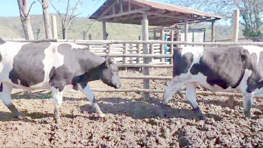 Lote 12 Novillo Gordo en Melipilla, Región Metropolitana