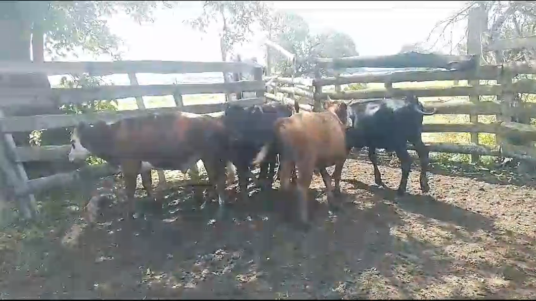 Lote 7 Terneros Cr AA He a remate en Pantalla Camy en Cañada Grande