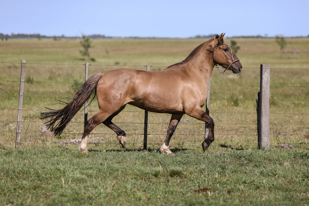 Lote DEL SILENCIO ALPARGATA