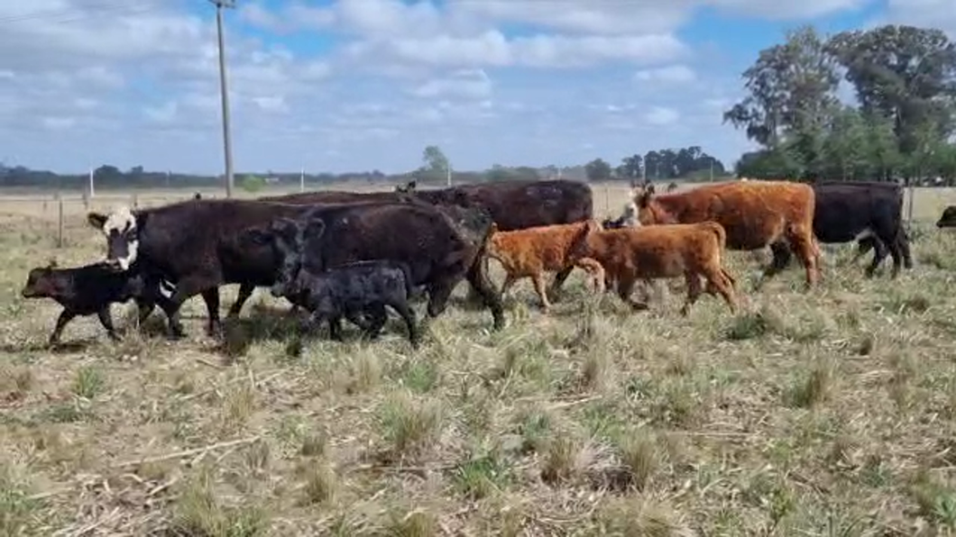 Lote 9 Vacas medio uso C/ cria en Brandsen, Buenos Aires